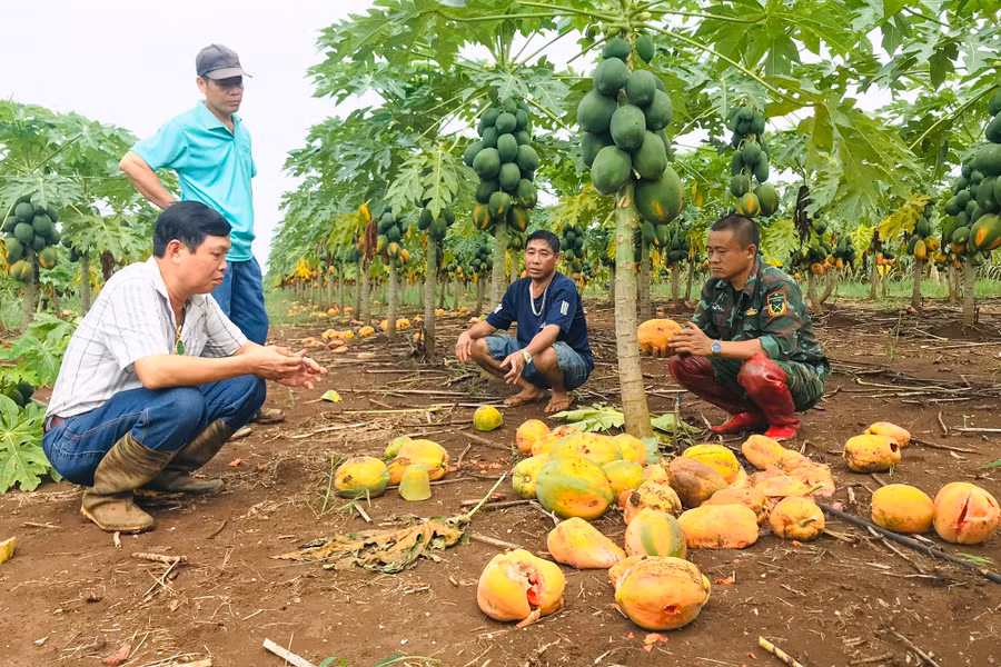 Người dân xót xa trước cánh đồng đu đủ chín rụng đầy gốc nhưng không có người mua. Người dân xót xa trước cánh đồng đu đủ chín rụng đầy gốc nhưng không có người mua.