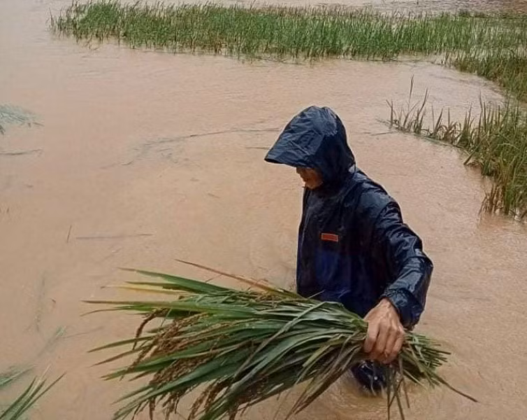 Mưa kéo dài nhiều ngày khiến phần lớn diện tích lúa nhà anh Vì Văn Toán bị ngập úng.