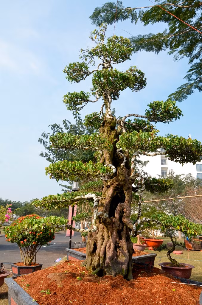 2 gốc khế đồ sộ
