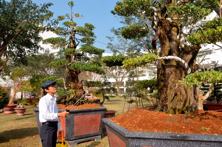 Nghệ nhân Ba Hùng bên 2 cây khế khủng
