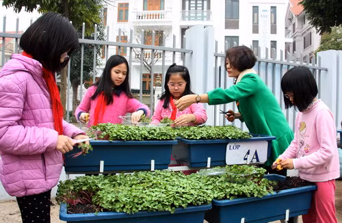 Cô Giang Thanh Thủy – Phó Hiệu trưởng - cho biết: Toàn trường với 42 lớp, mỗi lớp sẽ trồng 6 chậu rau và cứ 6 bạn được phân công chăm sóc một chậu