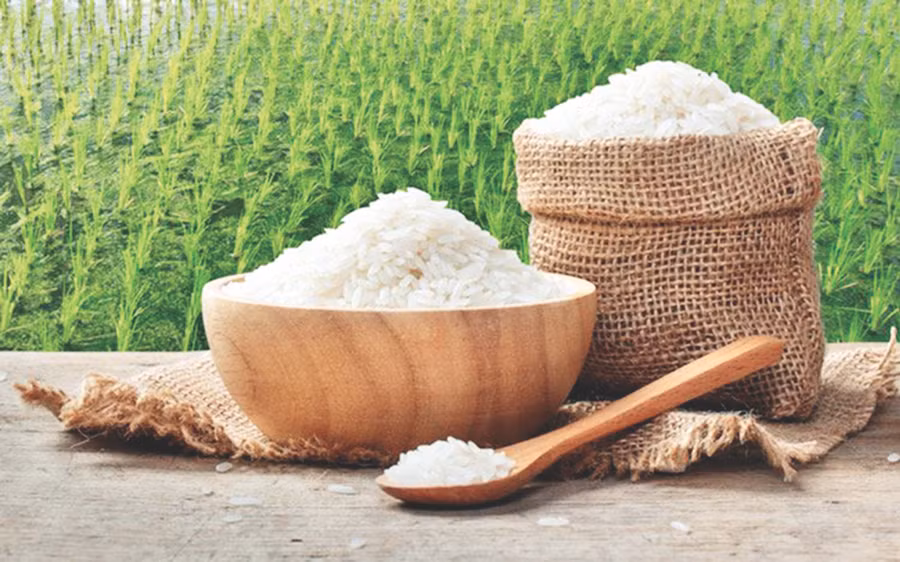 Giống gạo ST25 Giống gạo ST25
