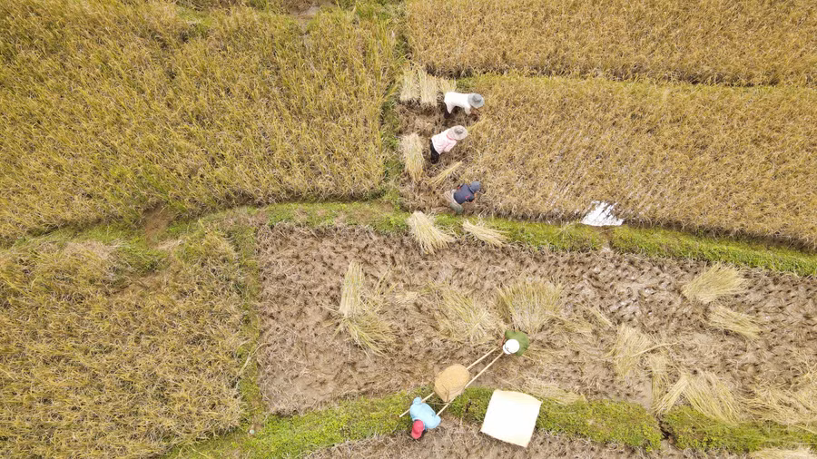 Người dân đang tất bật thu hoạch 'hạt ngọc trời'.