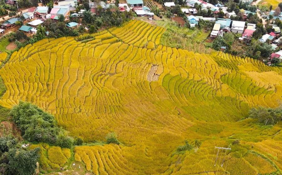 Những khoảng ruộng bậc thang đổi từ sắc xanh sang vàng như một bức tranh sống động.
