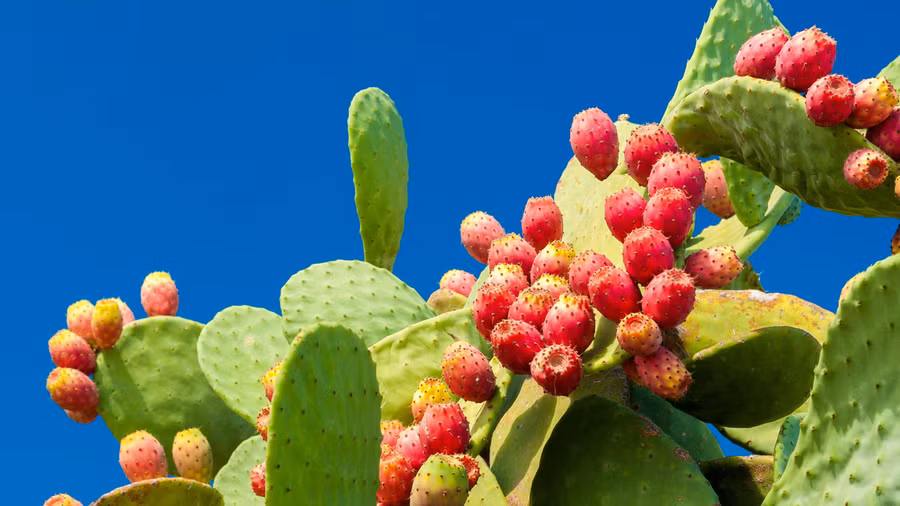 Xương rồng Nopal cho lá và quả giàu nước, chất xơ và vitamin.