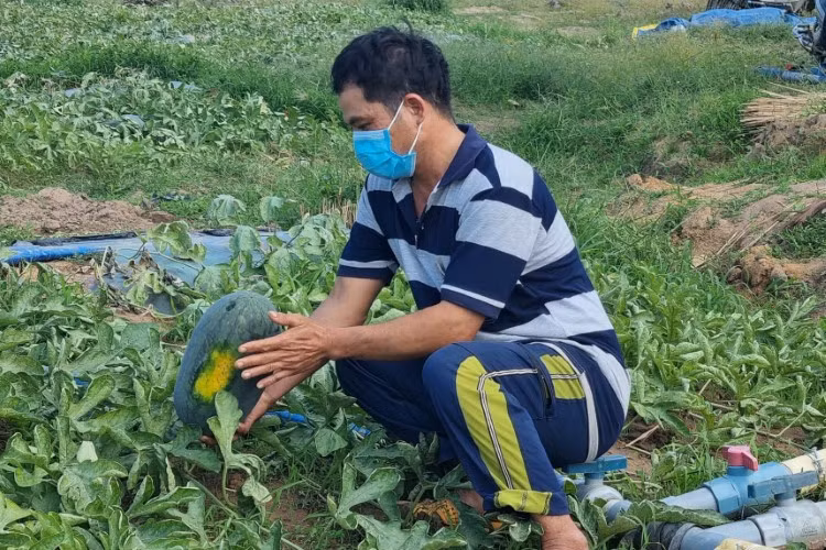 Dưa hấu quá ngày thu hoạch, anh Nguyễn Văn Tân lo lắng phải bỏ cả ruộng dưa, tay trắng mà về quê.