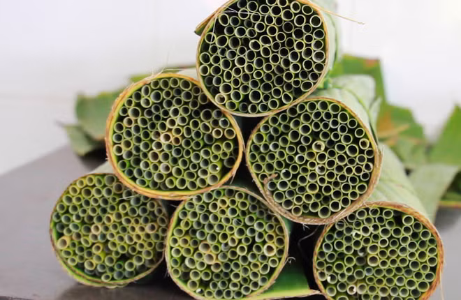 Ống hút được sản xuất từ cỏ bàng Ống hút được sản xuất từ cỏ bàng