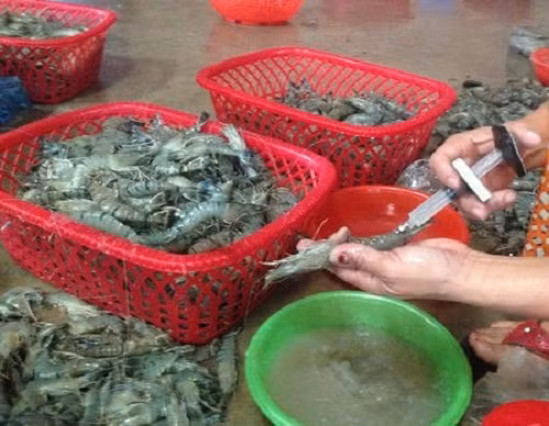 Cách đơn giản phát hiện tôm bơm tạp chất, chọn tôm tươi các bà nội trợ nên biết - Ảnh 2