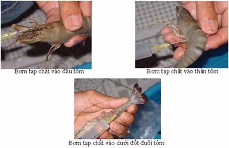 Cách đơn giản phát hiện tôm bơm tạp chất, chọn tôm tươi các bà nội trợ nên biết - Ảnh 1