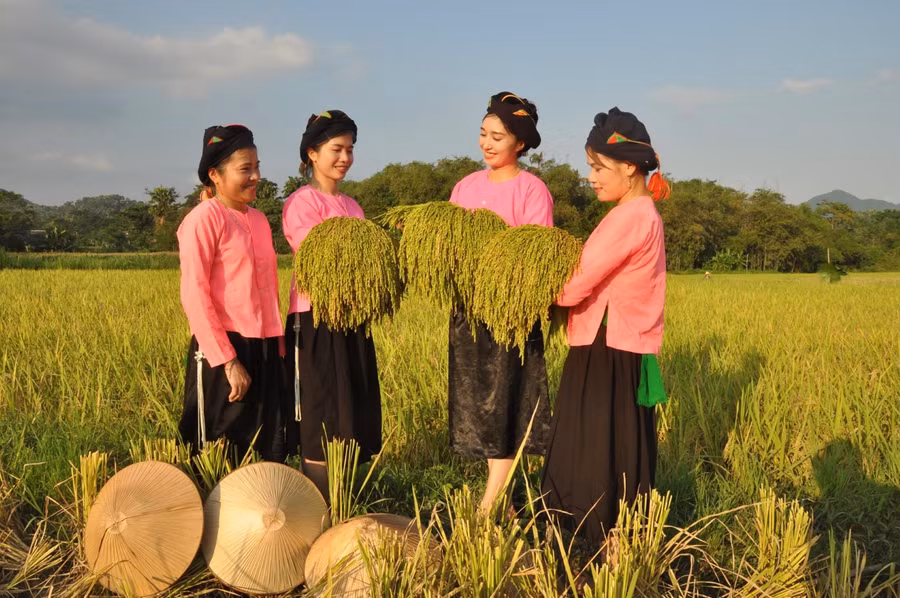 Các cô gái người Tày ở xã Khánh Thiện gặt lúa về làm cốm. Các cô gái người Tày ở xã Khánh Thiện gặt lúa về làm cốm.