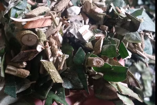 Dược liệu quý trong bài thuốc trị dứt bệnh dạ dày sau 1 tháng của lương y xứ Mường ảnh 2