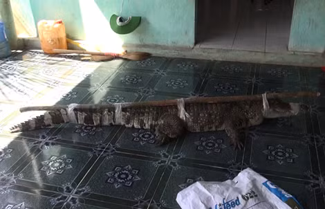 Người dân bắt được cá sấu nặng hơn 30kg