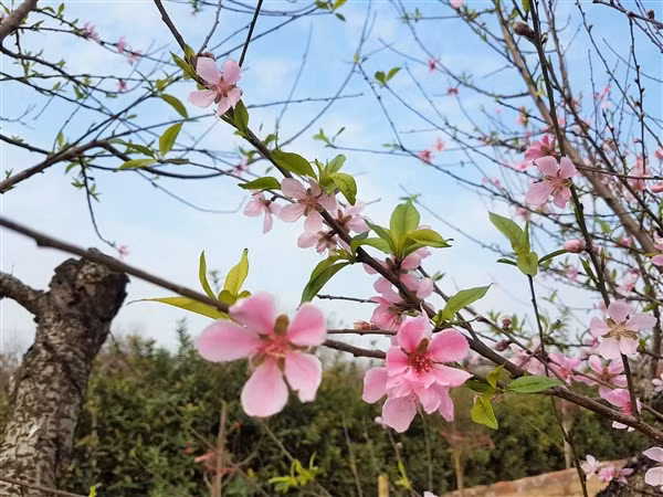 Ảnh minh họa: Thiên Thanh.