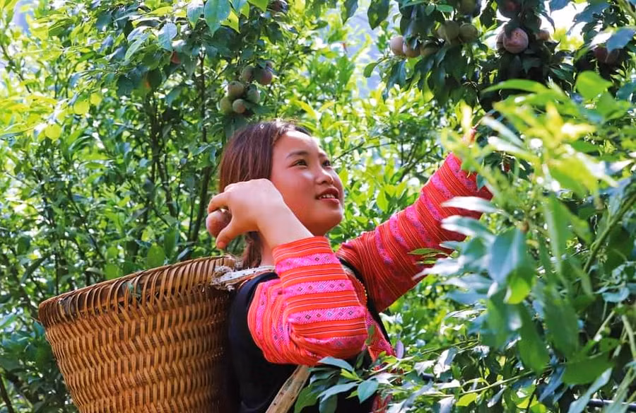 Thiếu nữ người Mông tham gia cuộc thi hái quả. Thiếu nữ người Mông tham gia cuộc thi hái quả.