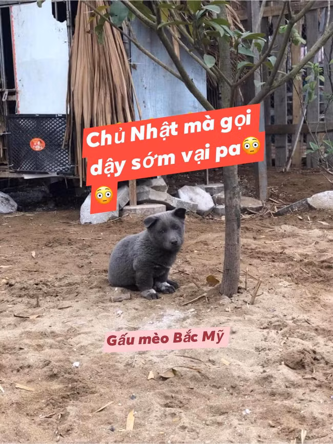 Cư dân mạng đắm đuối vì chú chó hót hòn họt trên Facebook gần 1 tuần qua, lập fanpage 4 ngày thu về 32 ngàn lượt thích, ai nhìn cũng muốn nuôi! - Ảnh 1.