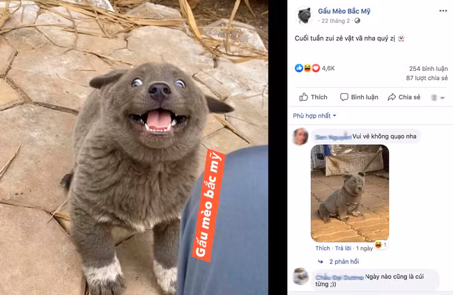 Chú chó hot nhất Facebook gần 1 tuần qua: Lập fanpage 4 ngày nhận được 32.000 lượt thích, ai nhìn cũng muốn nuôi!