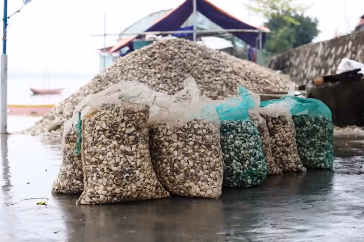 Ngao chết chất đống, người dân thu gom đem đi đổ
