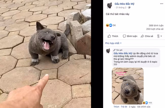 Cư dân mạng đắm đuối vì chú chó hót hòn họt trên Facebook gần 1 tuần qua, lập fanpage 4 ngày thu về 32 ngàn lượt thích, ai nhìn cũng muốn nuôi! - Ảnh 8.