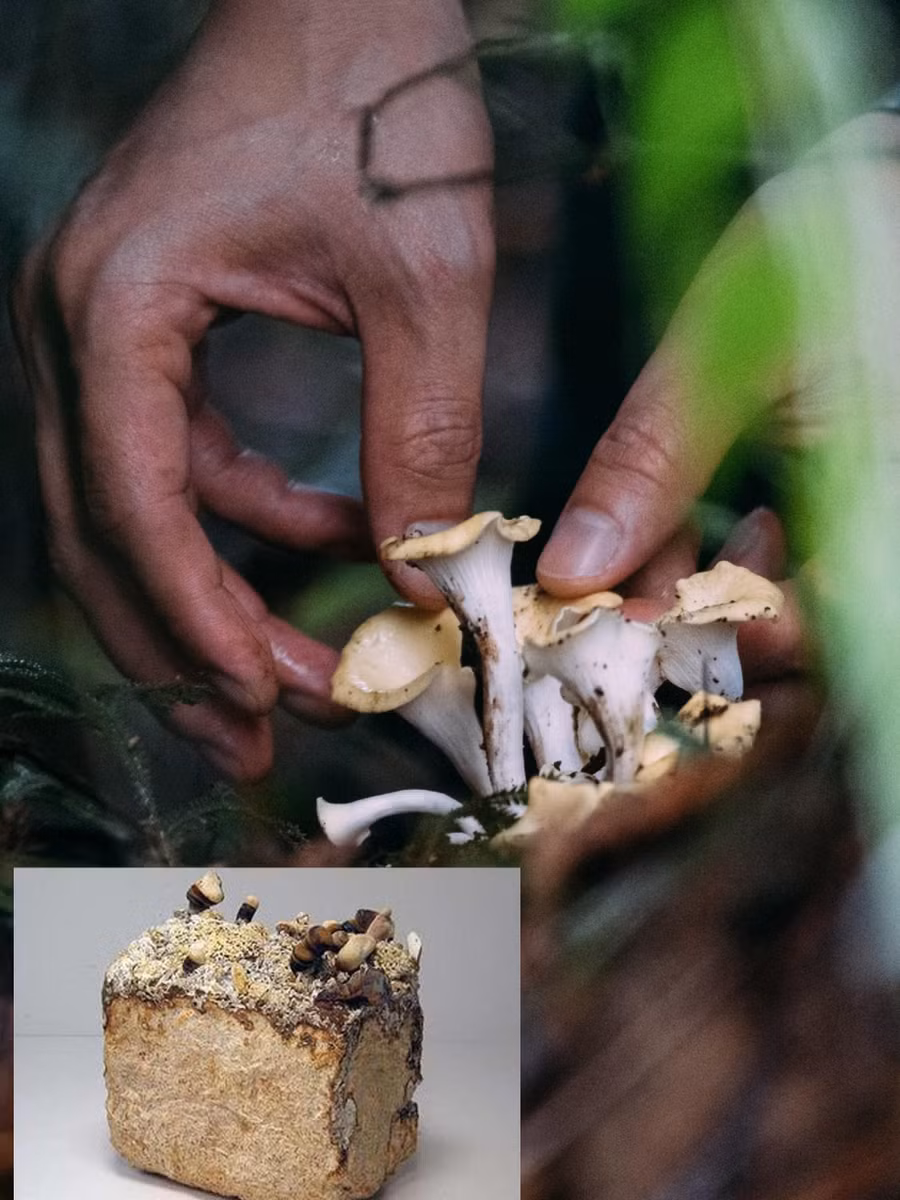 Gạch làm từ vật liệu nấm rẻ và thân thiện môi trường.