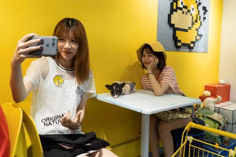 Cửa hàng cũng có 2 chú heo mini để khách có thể chơi đùa cùng.