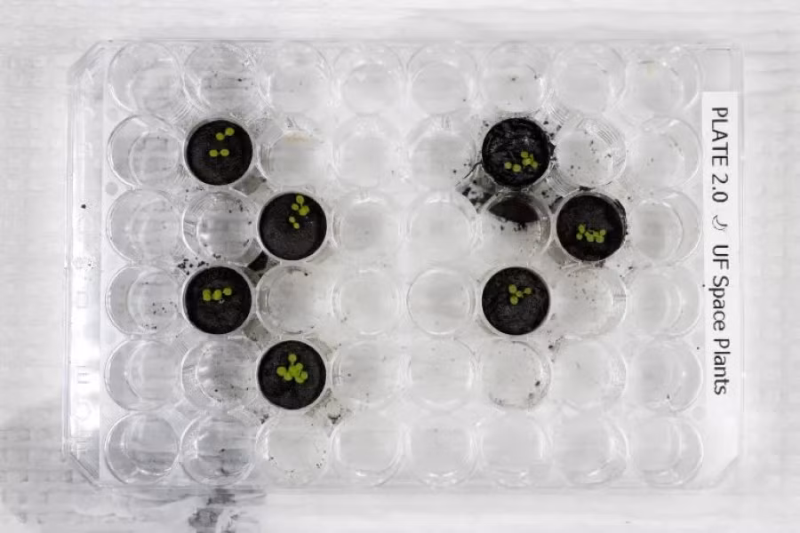Cây Arabidopsis 6 ngày sau khi gieo hạt. 4 chậu bên trái chứa các loại cây mọc trên đất JSC-1A mô phỏng đất Mặt trăng. 3 chậu bên phải chứa các loài thực vật mọc trong đất Mặt trăng được thu thập trong các sứ mệnh Apollo 11, 12 và 17.