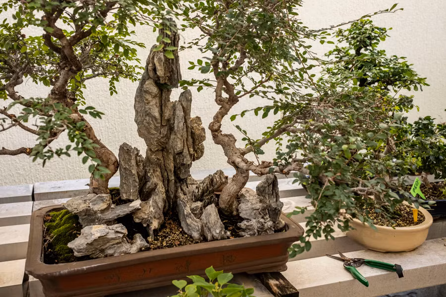 Một trong nhiều cây bonsai mà ông MacNair trồng và chăm sóc tại nhà riêng ở Dubai.