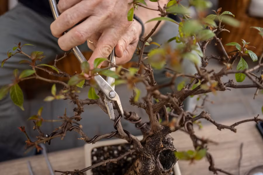 Dây được quấn quanh cành để cây bonsai phát triển theo hình dạng cụ thể.