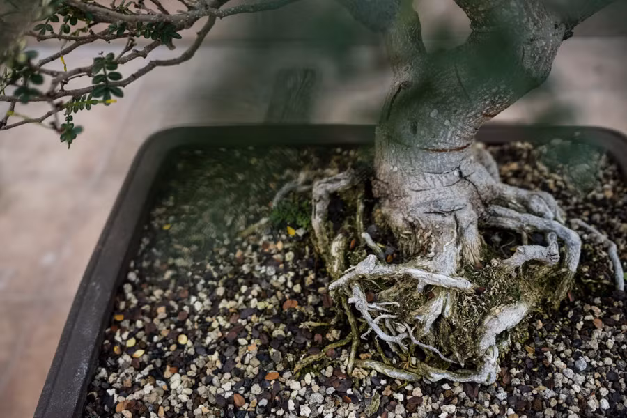 Rễ của cây bonsai.
