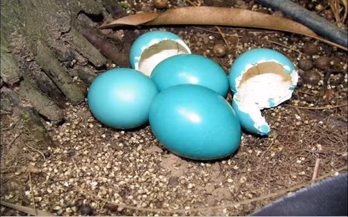 Trứng xanh của chim tinamou. Ảnh: Discovery News dnews-files-2014-12-tinamao-eggs-141209-