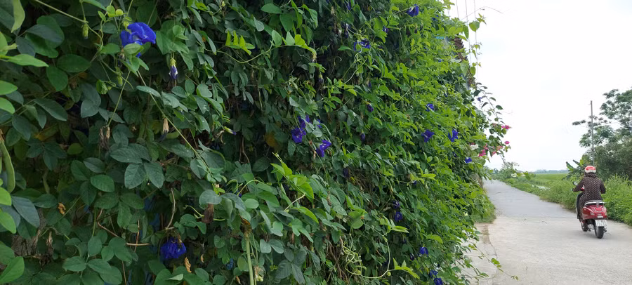 Đậu biếc vườn ai...