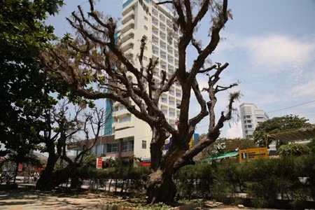 Dap bo cong trinh nhech nhac “xe thit” bo bien Nha Trang
