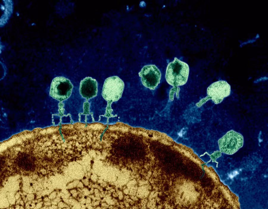 Thể thực khuẩn tấn công vi khuẩn E. coli bằng cách xâm nhập qua màng tế bào.