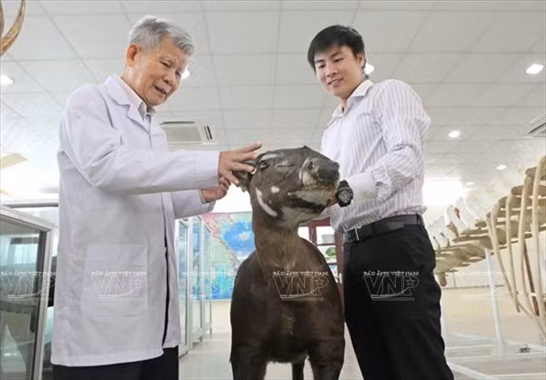 GS Đặng Huy Huỳnh bên mẫu vật sao la được đánh giá là đẹp nhất Việt Nam.
