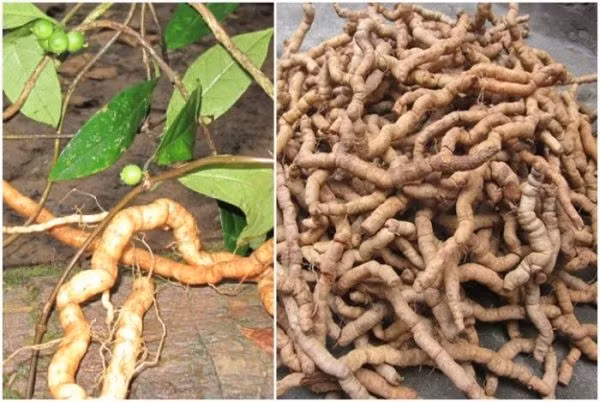 Rễ ba kích.