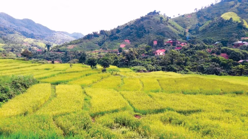 Ngày mới ở đất khó Nậm Pồ