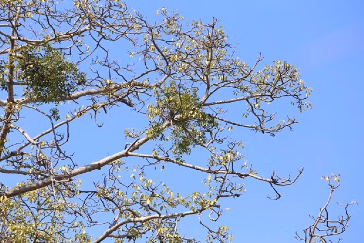 Làng có “kho gạo” ở lưng chừng trời ảnh 3
