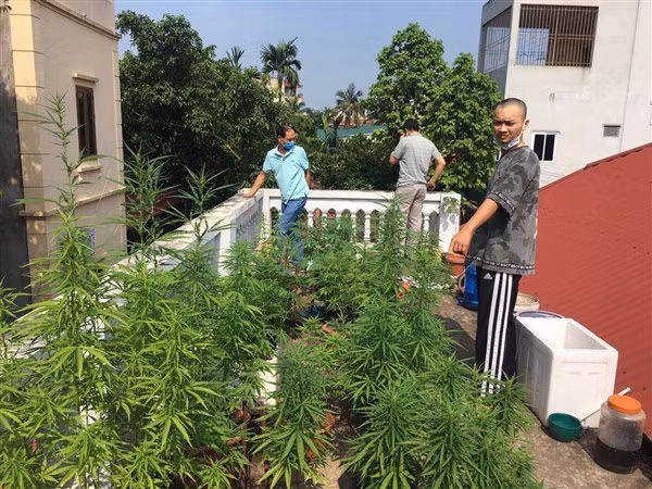 Phát hiện trồng cây trên trần nhà thuộc phường Yên Nghĩa hồi đầu tháng 5/2021.