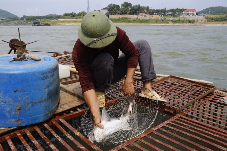 Được thị trường ưa chuộng, cá chiên có giá 600 - 700 nghìn đồng/kg.
