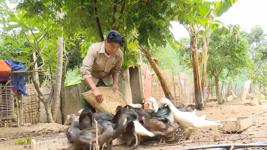 Người dân La phát triển chăn nuôi gia cầm.