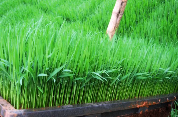Ảnh minh họa/INT