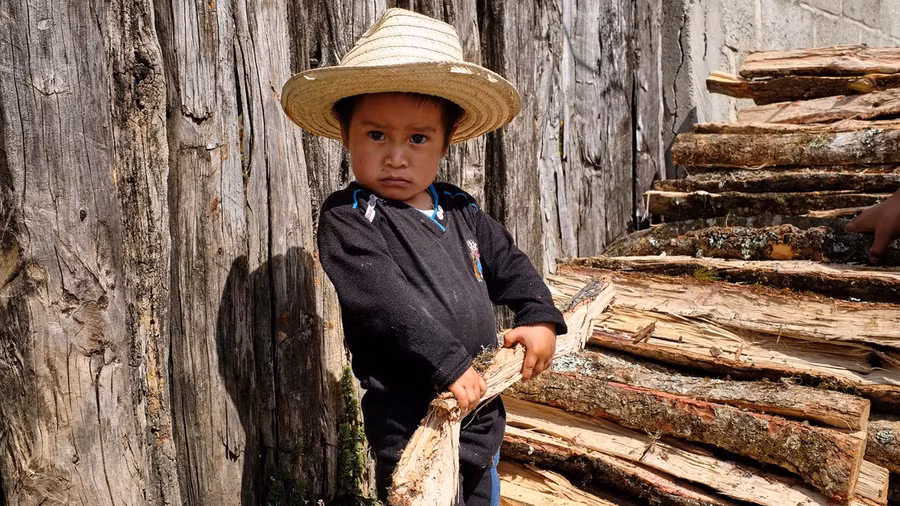 Trẻ em vùng nông thôn Mexico không biết chơi xếp khối, nhưng rất giỏi xếp củi. Ảnh: Getty Images Trẻ em vùng nông thôn Mexico không biết chơi xếp khối, nhưng rất giỏi xếp củi. Ảnh: Getty Images