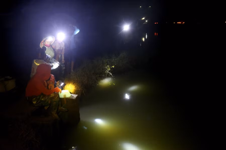 Những cánh đồng ven sông La nhộn nhịp ánh đèn của người dân vào mùa rươi. Những cánh đồng ven sông La nhộn nhịp ánh đèn của người dân vào mùa rươi.