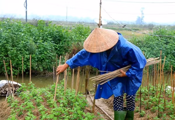 Người dân đang trong giai đoạn cắm nan, trồng dặm lại những cây bị hư hỏng chuẩn bị hoa phục vụ Tết Nguyên đán.