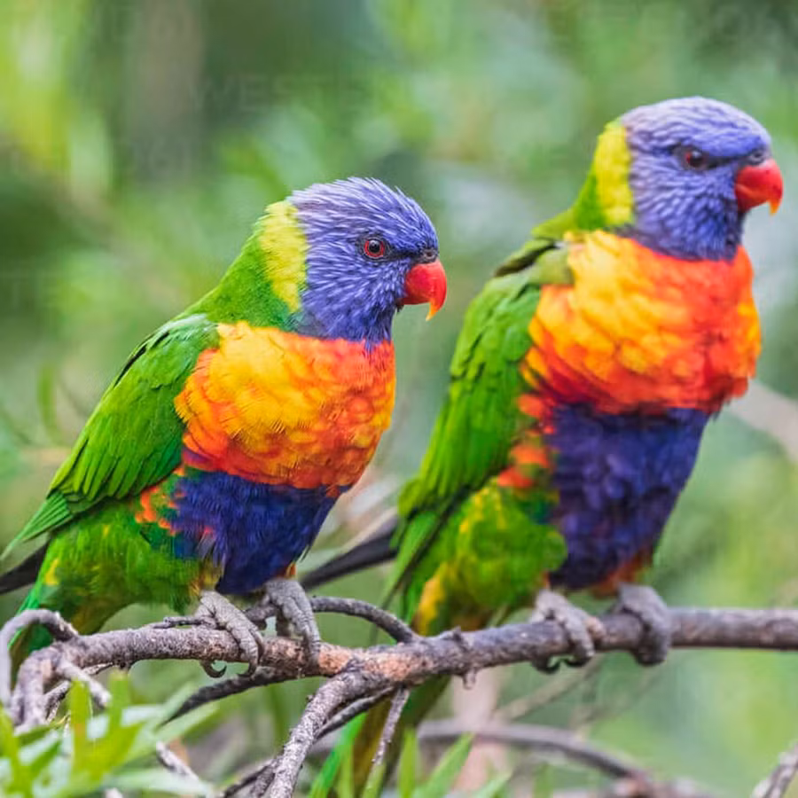 Vẹt lorikeet, loài chim đặc hữu của quần đảo Polynesia.