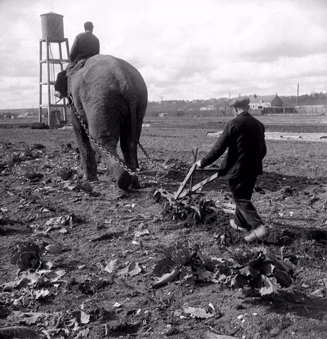 Ảnh chụp năm 1941.