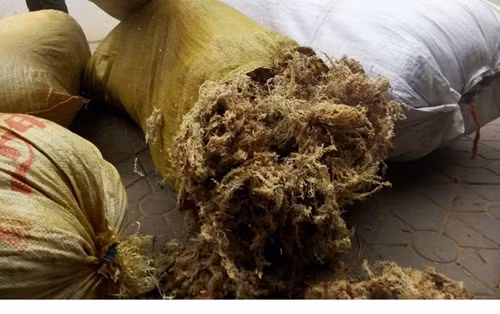 Bí ẩn thương lái Trung Quốc mua gom rêu đá với giá cao - Ảnh 2