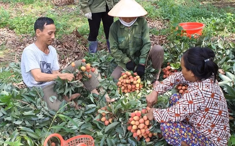 Bắc Giang kiến nghị Thủ tướng và các địa phương hỗ trợ tiêu thụ nông sản cho Bắc Giang. Ảnh minh họa