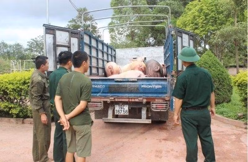 Tang vật 1.200kg lợn thương phẩm nhập lậu bị Đồn Biên phòng Bắc Sơn bắt giữ. Ảnh minh họa.