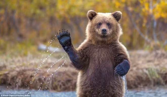 Một chú gấu trong rừng quốc gia Chugach, Alaska, Mỹ ngừng bắt mồi để giơ tay chào nhiếp ảnh gia. Ảnh: Daily Mail. Khuôn mặt của các loài động vật khi ngạc nhiên