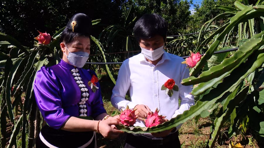 Thời gian qua, huyện Thuận Châu đã tập trung hướng dẫn bà con phát triển mô hình sản xuất mang lại giá trị kinh tế cao, góp phần nâng cao nguồn thu nhập và xoá nghèo bền vững. Thời gian qua, huyện Thuận Châu đã tập trung hướng dẫn bà con phát triển mô hình sản xuất mang lại giá trị kinh tế cao, góp phần nâng cao nguồn thu nhập và xoá nghèo bền vững.